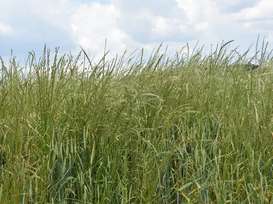 Raygräser in Weizen.jpg