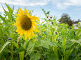 Sonnenblume © Alexander Danner