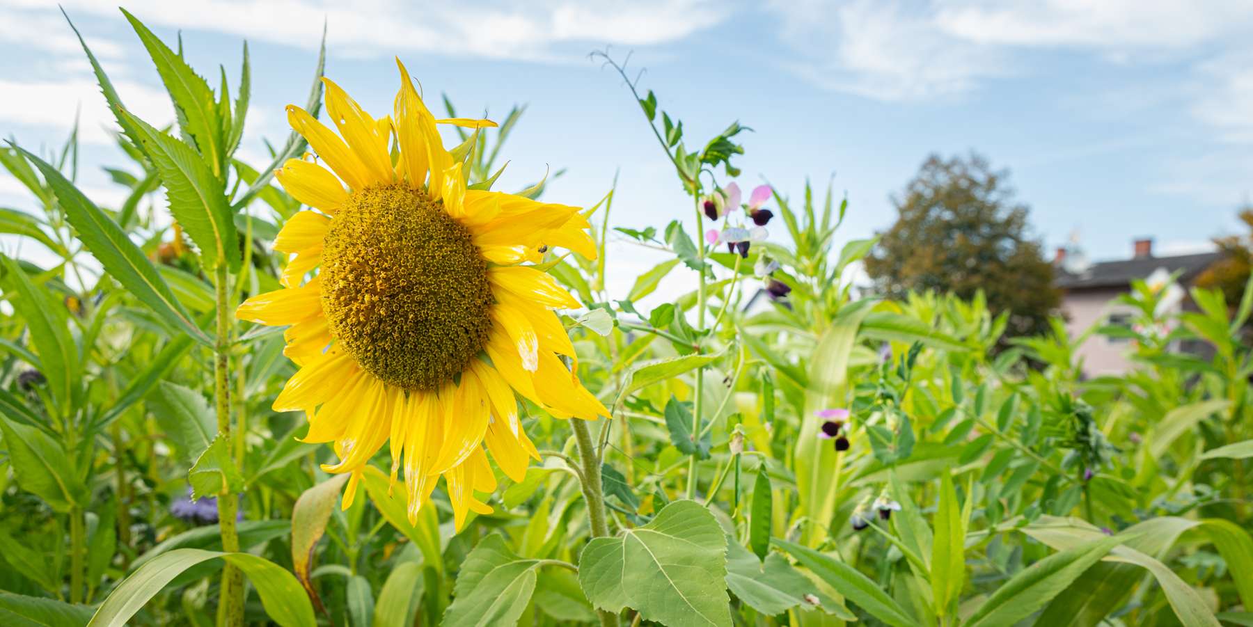 Zwischenfrucht, Sonnenblume, Begrünung © Alexander Danner Zwischenfrucht, Sonnenblume, Begrünung © Alexander Danner