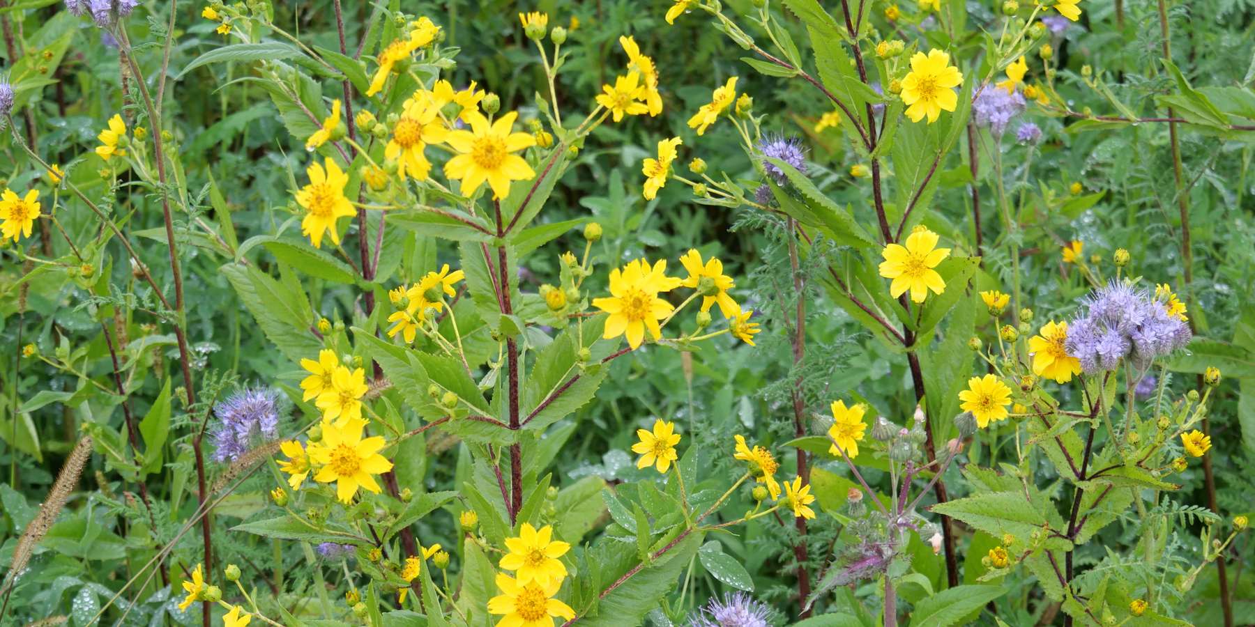 Zwischenfrucht, Sonnenblume, Begrünung © Karl Mayer