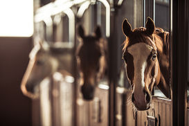 Pferde © AdobeStock.jpg