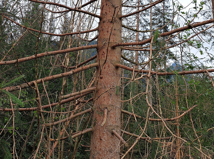 Unwetterschäden © BFI Kufstein/Wallner