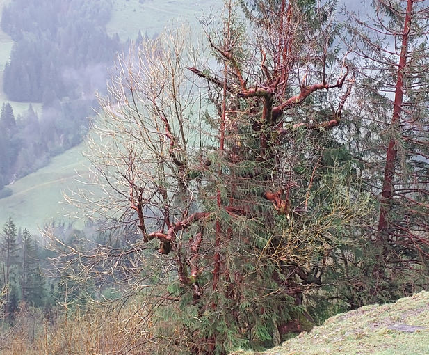 Unwetterschäden © Landesforstdirektion