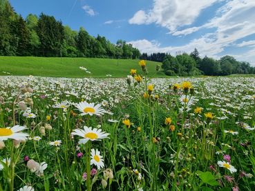 Biodiversität.jpg