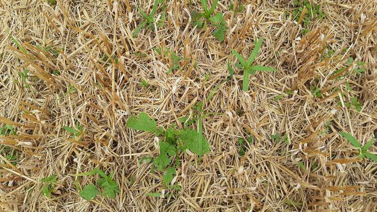 Eindrücke vom Zwischenfrucht - Drohnensaatversuch bei Wintergerste im Bezirk Wels, 10. Juli 2024