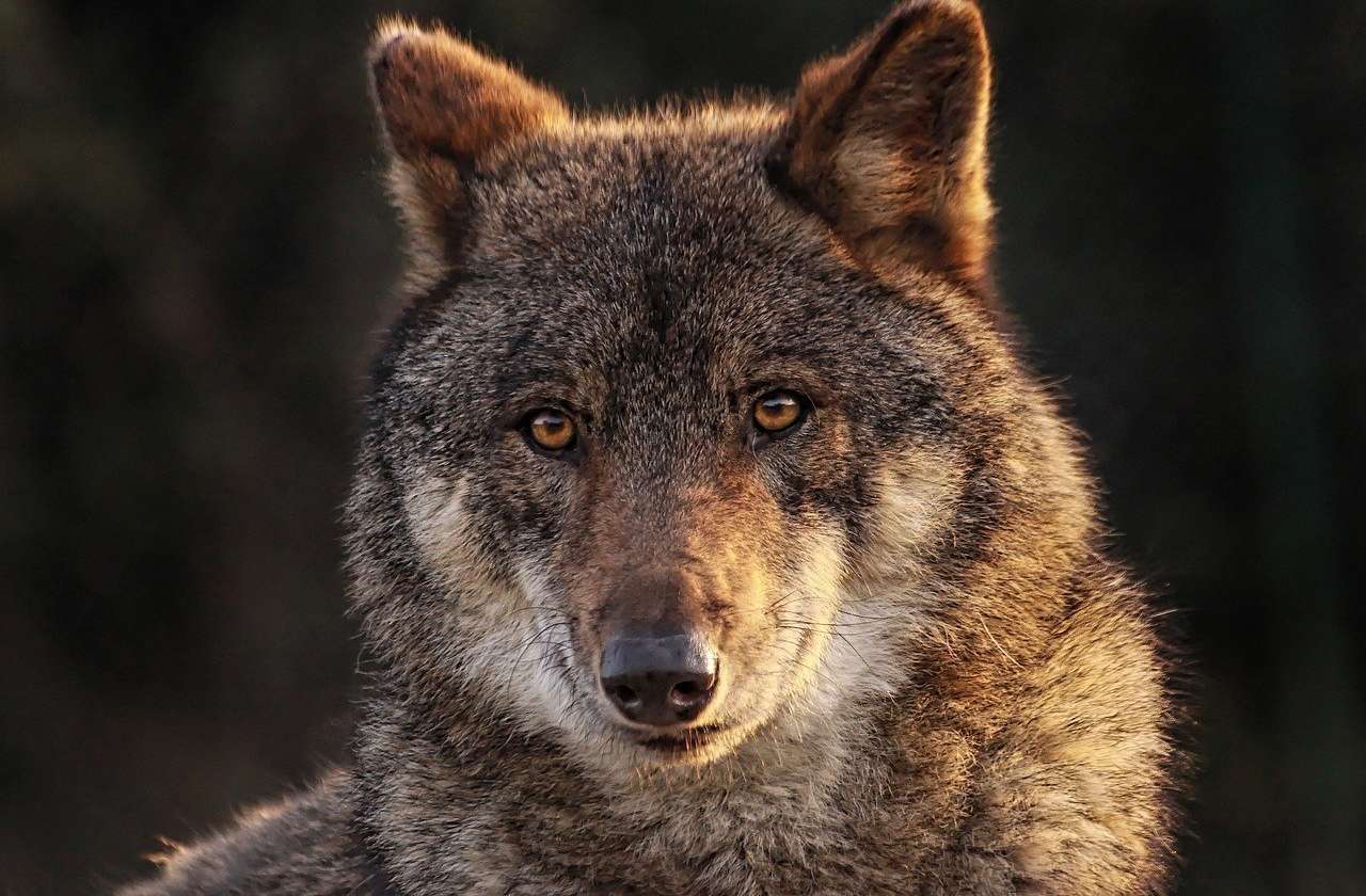 Wolf.jpg © Maryse Rebaudo auf Pixabay