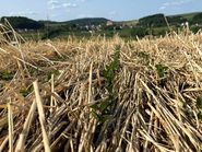 Begrünungen als Hitzeschutz_Mulchschicht Soja.jpg © Johannes Zauner/LK Niederösterreich Begrünungen als Hitzeschutz_Mulchschicht Soja.jpg © Johannes Zauner/LK Niederösterreich