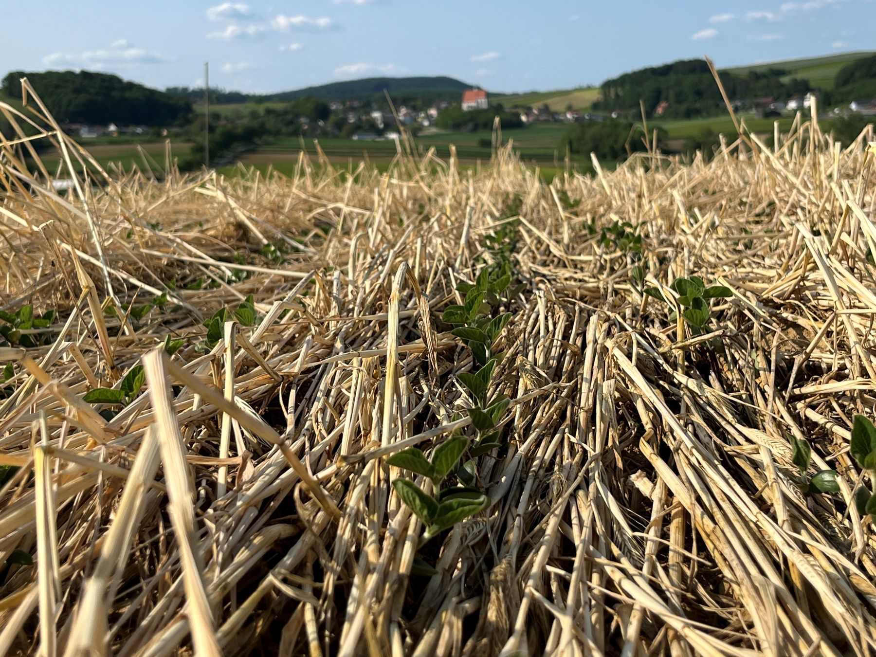 Begrünungen als Hitzeschutz_Mulchschicht Soja.jpg © Johannes Zauner/LK Niederösterreich Begrünungen als Hitzeschutz_Mulchschicht Soja.jpg © Johannes Zauner/LK Niederösterreich