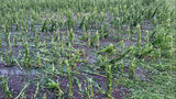 Hagel- und Sturmschaden an Mais in Vbg 3 am 12.07.2024.jpg