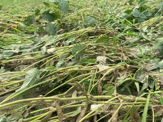 Hagelschaden an Sojabohne in Kärnten am 12.07.2024 © ÖHV