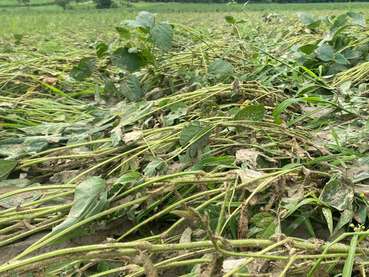 Hagelschaden an Sojabohne in Kärnten am 12.07.2024.jpg © ÖHV