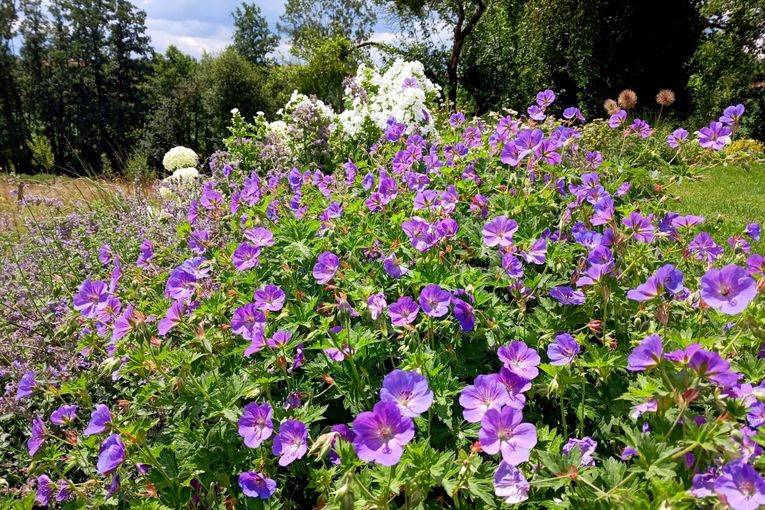 Gartentipp Storchschnabel LK OÖ Stumvoll.jpg