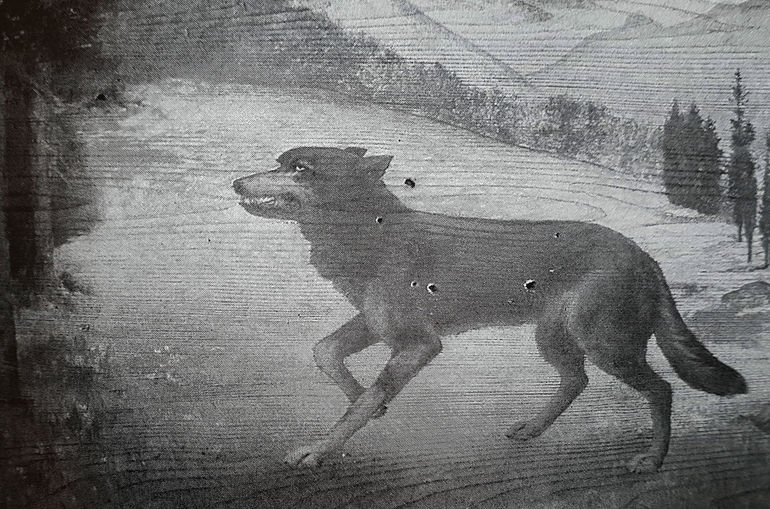 Wolf.jpg © Archiv Wolf.jpg © Archiv