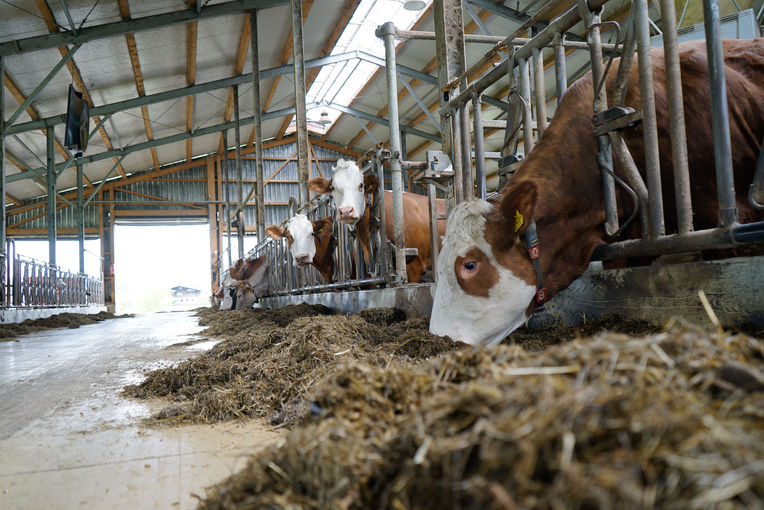 Die Qualität der Silage auf dem Prüfstand.jpg © Michael Hatheier Die Qualität der Silage auf dem Prüfstand.jpg © Michael Hatheier
