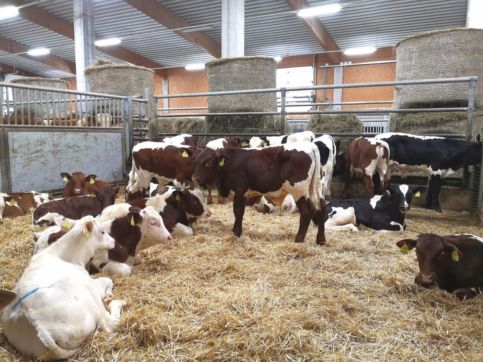 Kälbermast im Inland, Teil 3: Leichtes Milchkalb.jpg © RZV Salzburg Kälbermast im Inland, Teil 3: Leichtes Milchkalb.jpg © RZV Salzburg