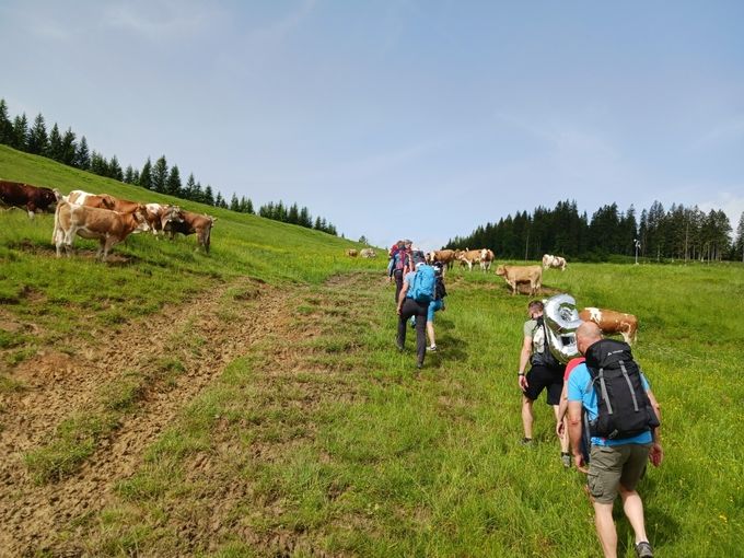 Wanderer durch Rinderherde LKOOE Limberger klein.jpg