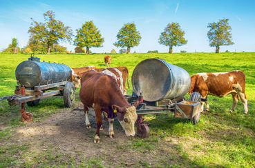 Woher kommen die hohen Zellzahlen im Sommer?.jpg © AdobeStock/devnenski