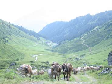 Alpe.jpg © LK Vbg. Alpe.jpg © LK Vbg.