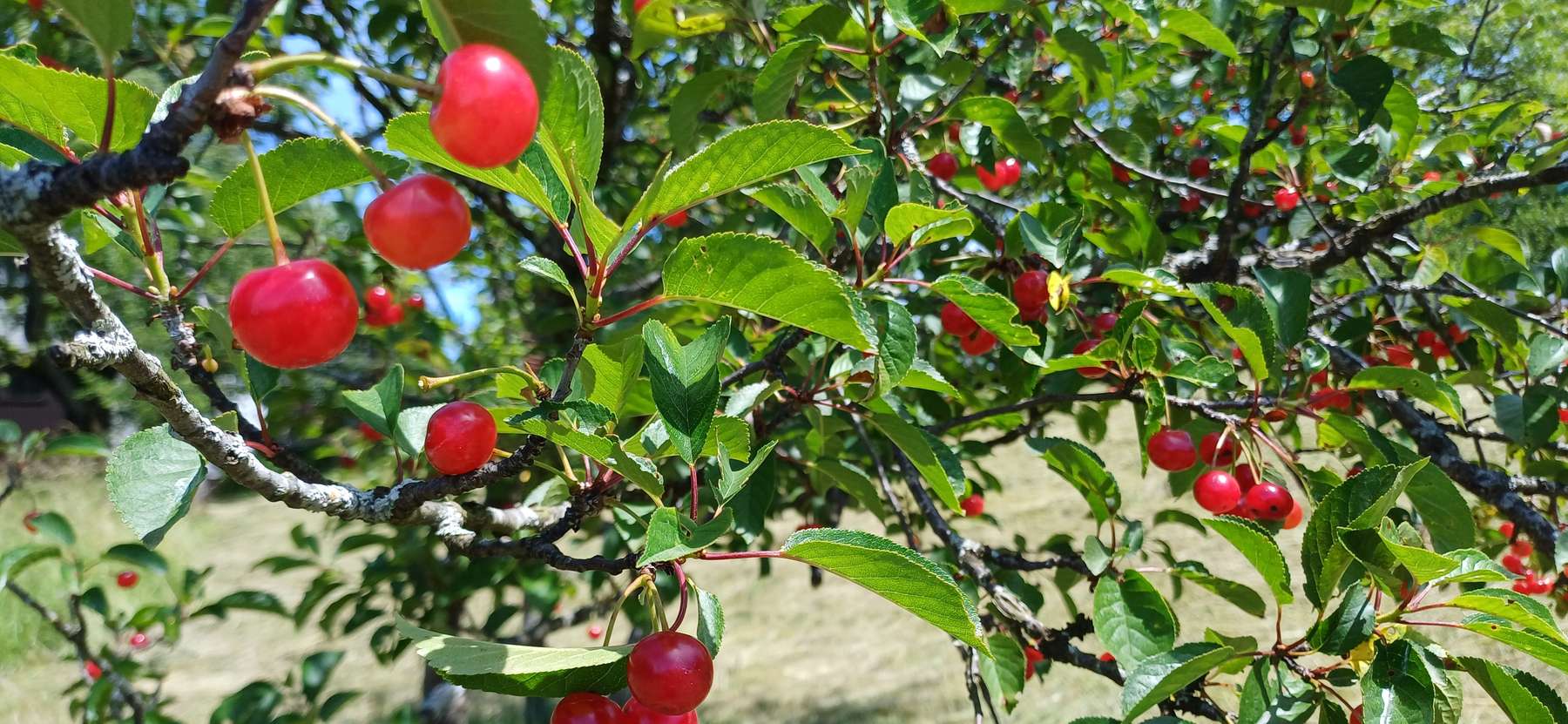 Gartentipp Amarelle fast vergessene Weichsel LK OÖ Strebl.jpg