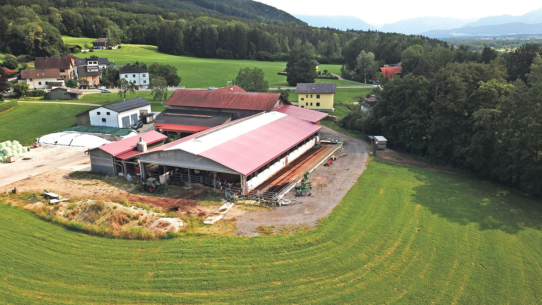 Dinkelspelzen als Fundament für hohen Kuhkomfort .jpg