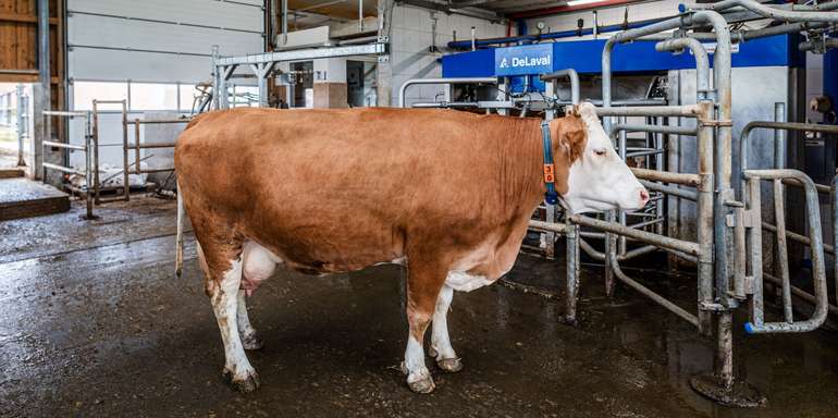 delaval_kathringollacknerfotografie-168.jpg © Kathrin Gollackner/Delaval  Austria