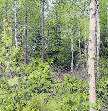Wald.jpg © Dipl.-Ing. Dr. Eckart Senitza Wald.jpg © Dipl.-Ing. Dr. Eckart Senitza