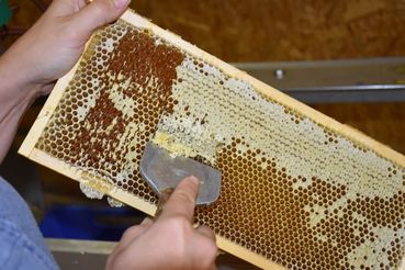 Honigernte Bienenzentrum OÖ_klein.jpg © Bienenzentrum OÖ Honigernte Bienenzentrum OÖ_klein.jpg © Bienenzentrum OÖ