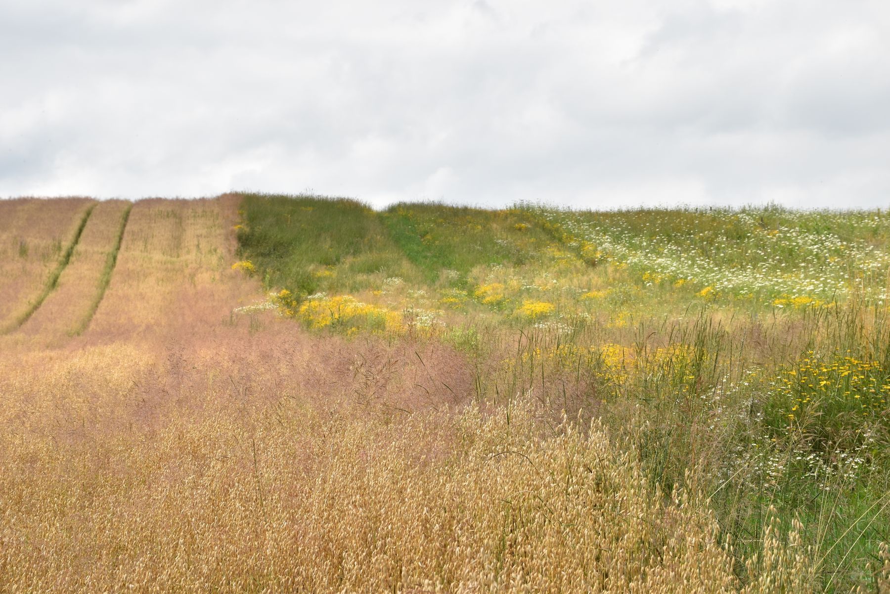 Wichtige Läppertracht im Hochsommer: Mehrjährige Blühflächen mti heimsichen Wildblumenwiesensaatgut.jpg