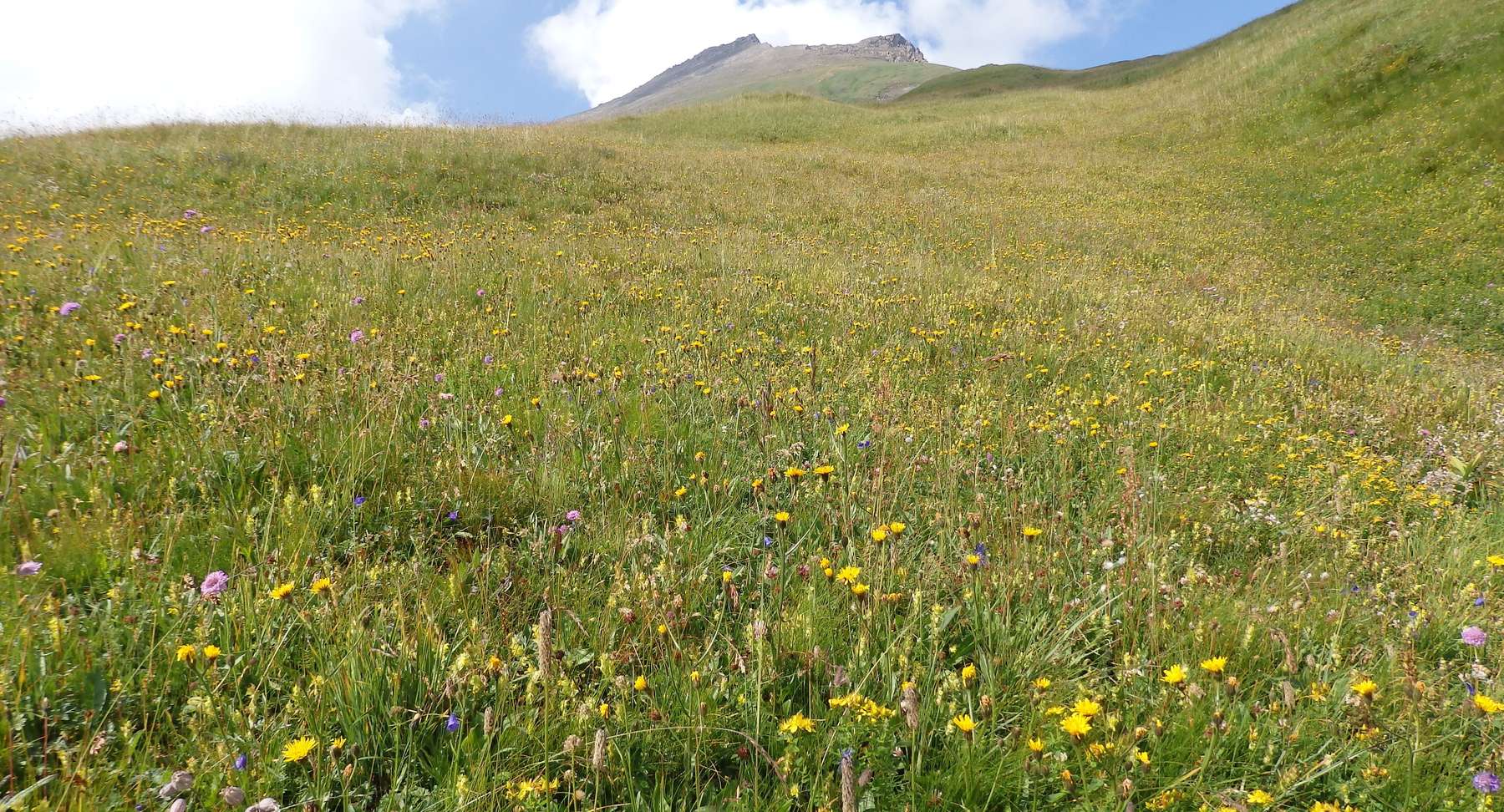 Bergmähder