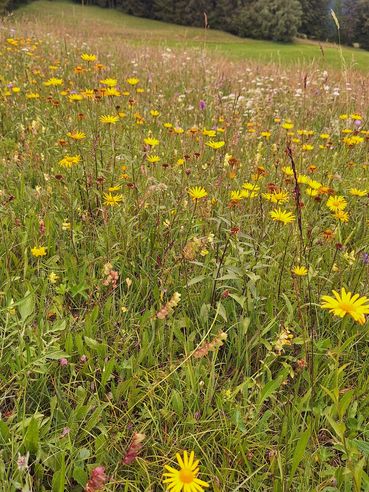Naturschutzfläche_Land_OÖ_Reifeltshammer.jpg © Land OÖ, Reifeltshammer Naturschutzfläche_Land_OÖ_Reifeltshammer.jpg © Land OÖ, Reifeltshammer