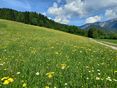Grünland © LK OÖ/Mandl