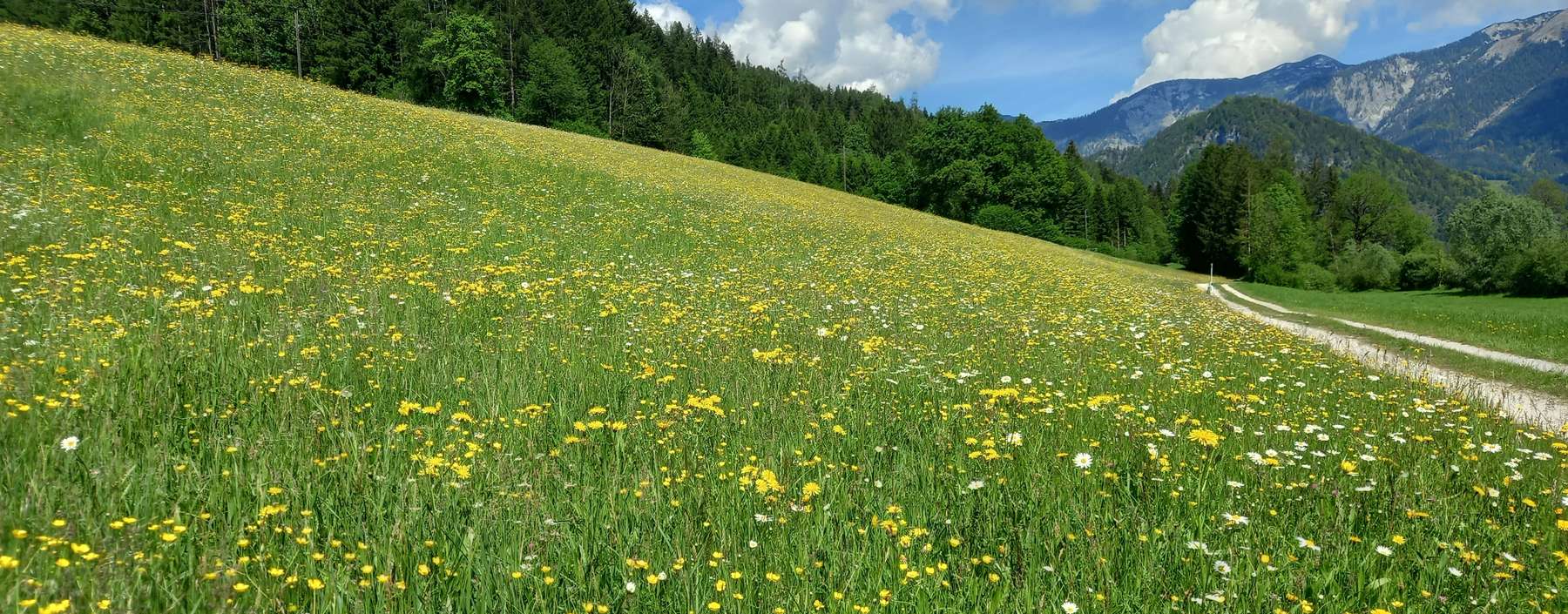 Grünland © LK OÖ/Mandl