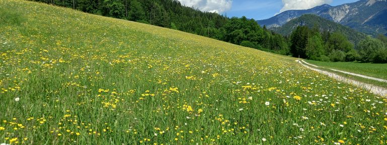 202405_Mandl_Grünland_NAT © LK OÖ/Mandl
