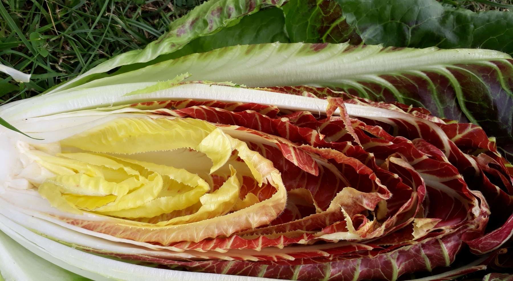 Foto Radicchio.jpg