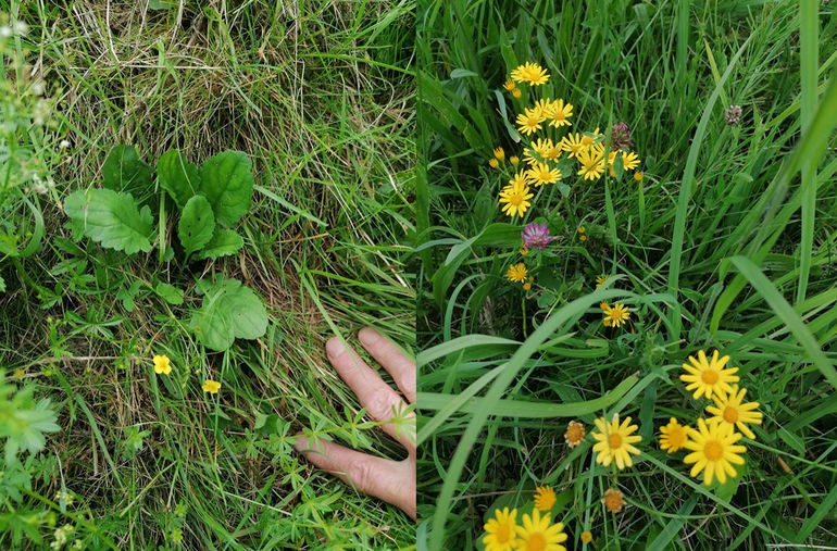 Wasser-Kreuzkraut Grundblattrosette und Blüte.jpg