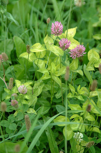 Futterleguminosen sind die  Stickstofffabrik..jpg © Dürnberger Futterleguminosen sind die  Stickstofffabrik..jpg © Dürnberger
