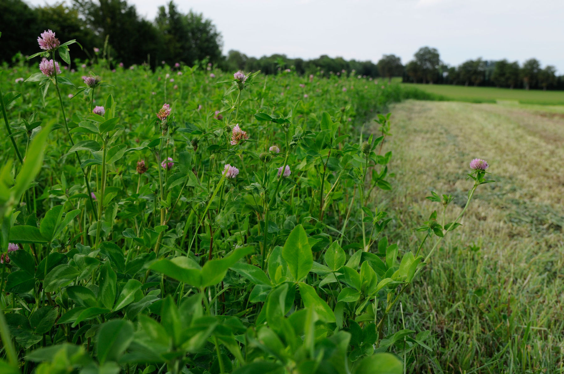 Futterleguminosen sind die  Stickstofffabrik..jpg © Dürnberger Futterleguminosen sind die  Stickstofffabrik..jpg © Dürnberger