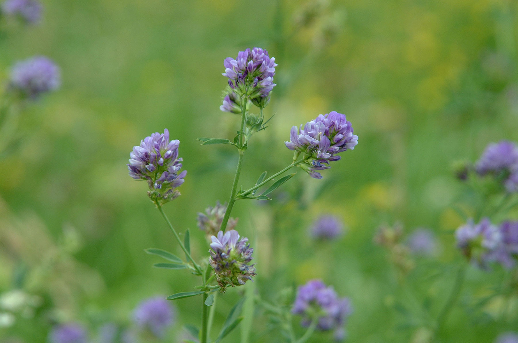 Futterleguminosen sind die  Stickstofffabrik..jpg © Dürnberger Futterleguminosen sind die  Stickstofffabrik..jpg © Dürnberger