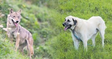 Hund und Wolf.jpg © Krobath; PetrDolejsek/stock.adobe.com Hund und Wolf.jpg © Krobath; PetrDolejsek/stock.adobe.com
