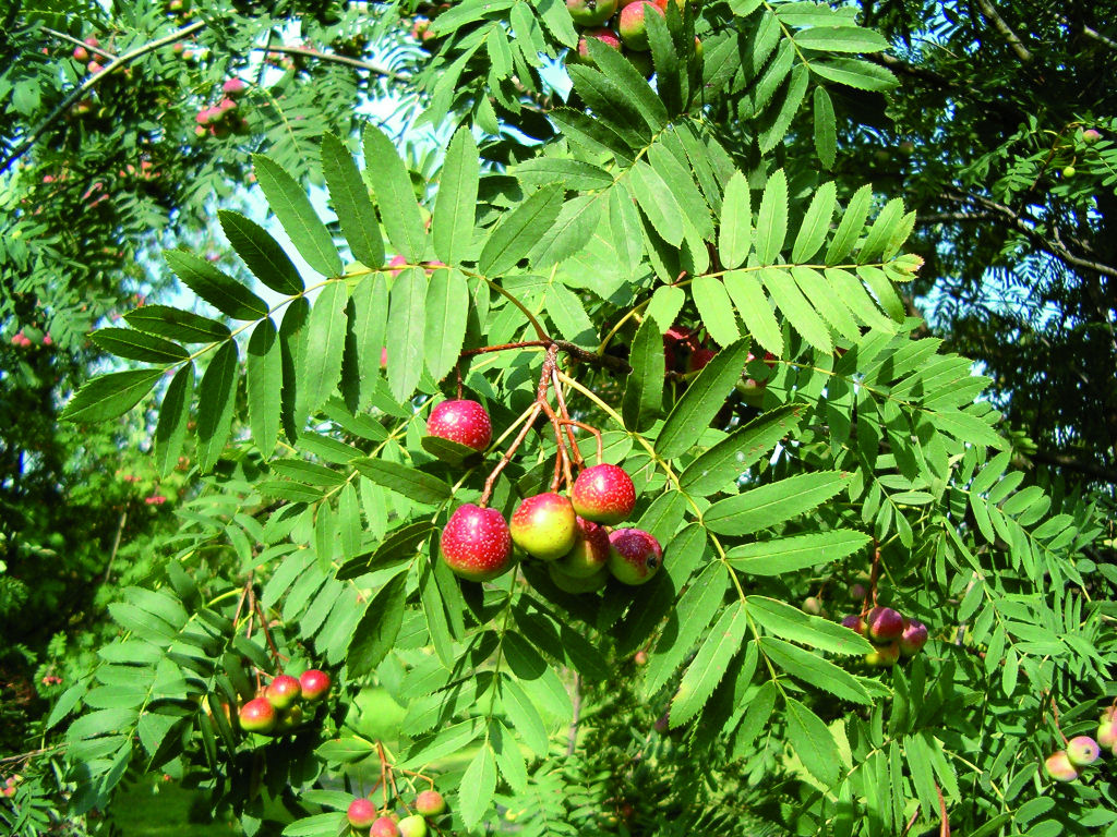 Sorbus domestica Speierling c BFW Heino Konrad klein.jpg