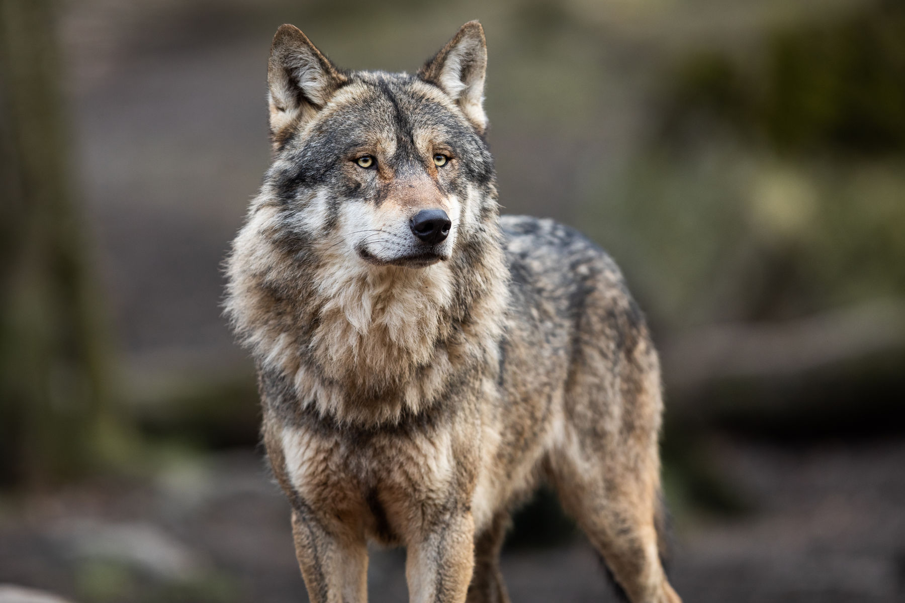 Wolf AdobeStock 326635341 AB Photography.jpg