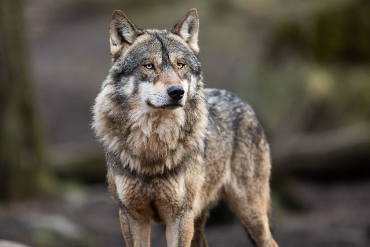 Wolf AdobeStock 326635341 AB Photography.jpg