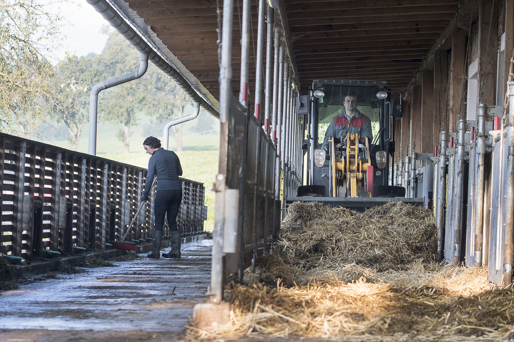 Repo 33 34 Betrieb Waselmayr Grünfutter Ausmisten Waselmayr 2 (c) Bioschwein Austria Gessl.jpg