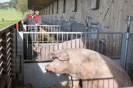 Repo 33 34 Betrieb Waselmayr Grünfutter Ausmisten Waselmayr (c) Bioschwein Austria Gessl (3).jpg