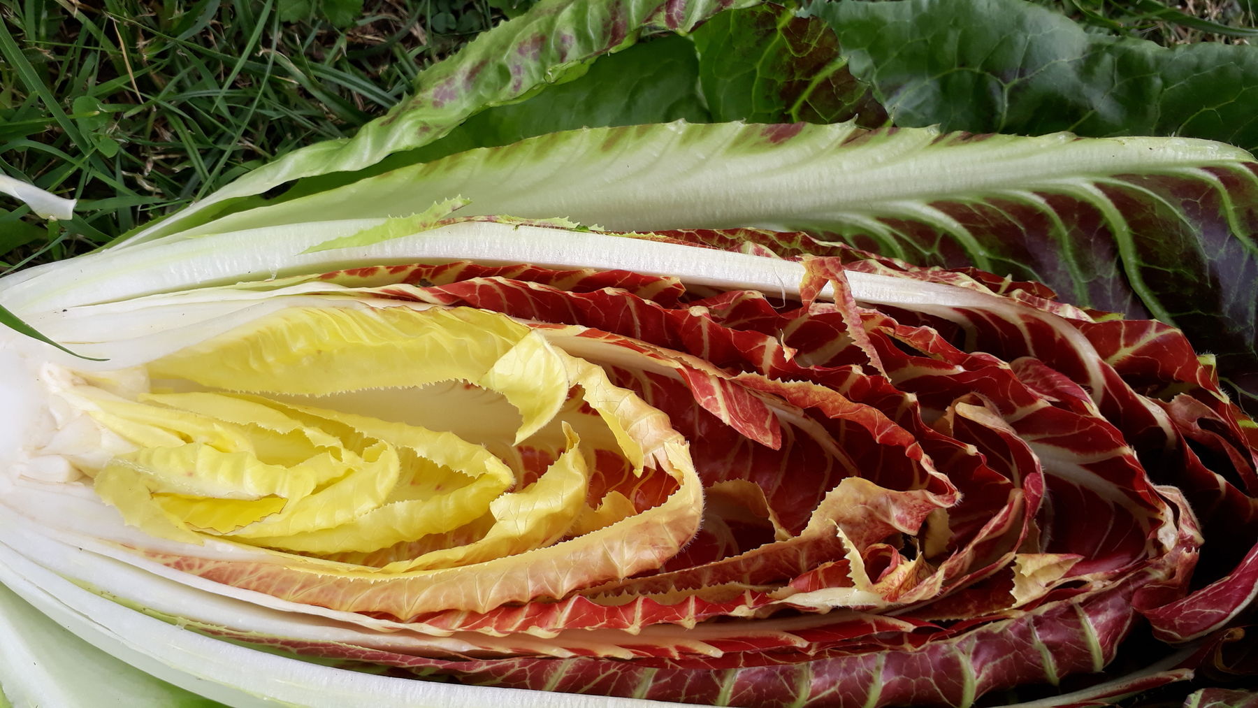 Gartentipp Radicchio LK OÖ Stumvoll.jpg