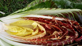 Gartentipp Radicchio LK OÖ Stumvoll.jpg