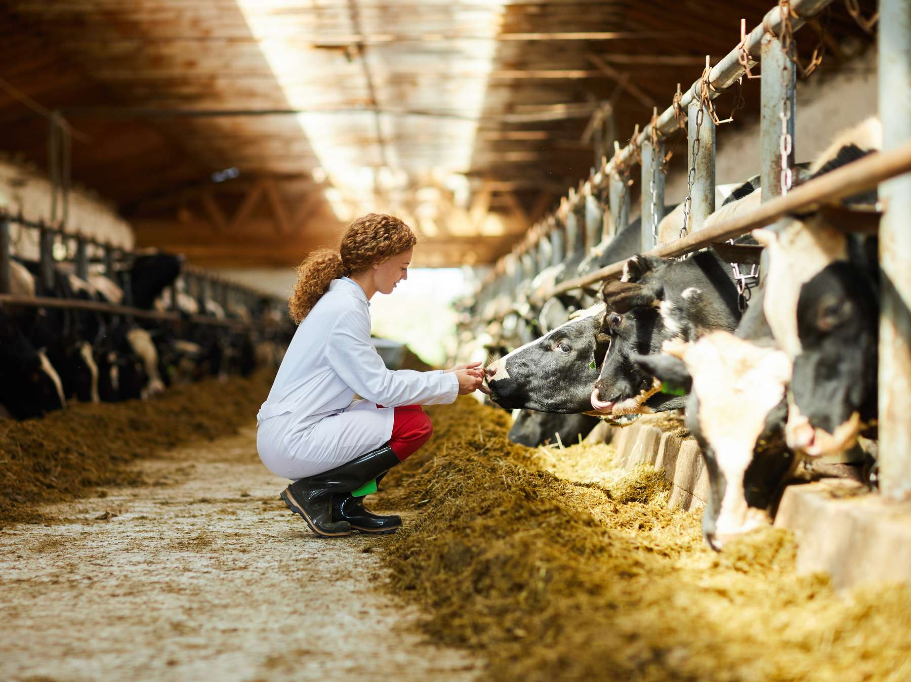 Tiergesundheitsdienst