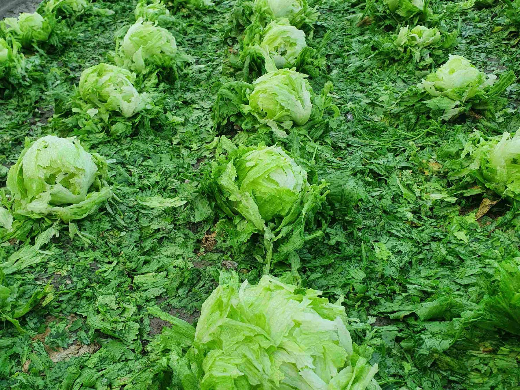 Hagel Kopfsalat Kematen © ÖHV