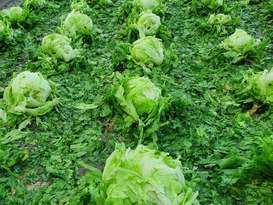 Hagel Kopfsalat Kematen