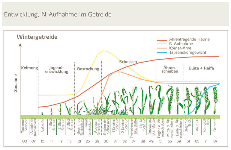 Entwicklung-N-Aufnahme-im-Getreide-Abb Yara.jpg